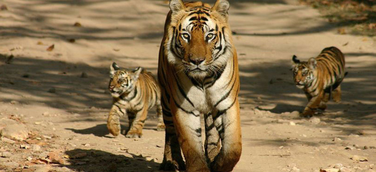 tiger tour india