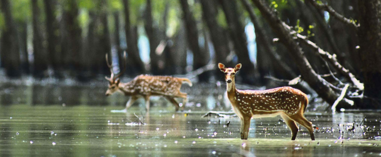 Wildlife Tours in Odisha