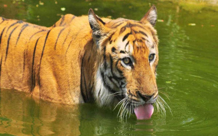 wildlife tour in Odisha