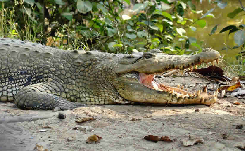 Wildlife Tour Packges in Odisha- Salt water lake