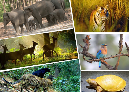 Travel Agents for Odisha Wildlife tour