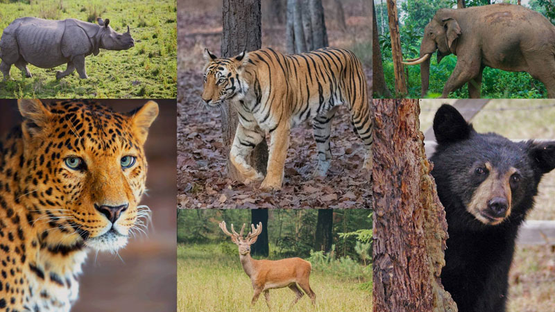 Odisha-Wildlife-Safari-Packages-for-Nature-and-Adventure-Lovers