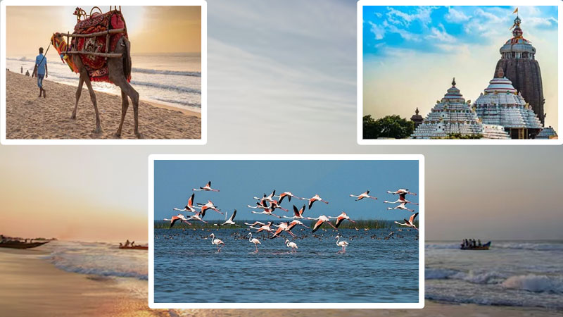 Best-Odisha-Tour-Packages-2026-A-Complete-Guide-to-Spiritual,-Coastal,-and-Wildlife-Getaways