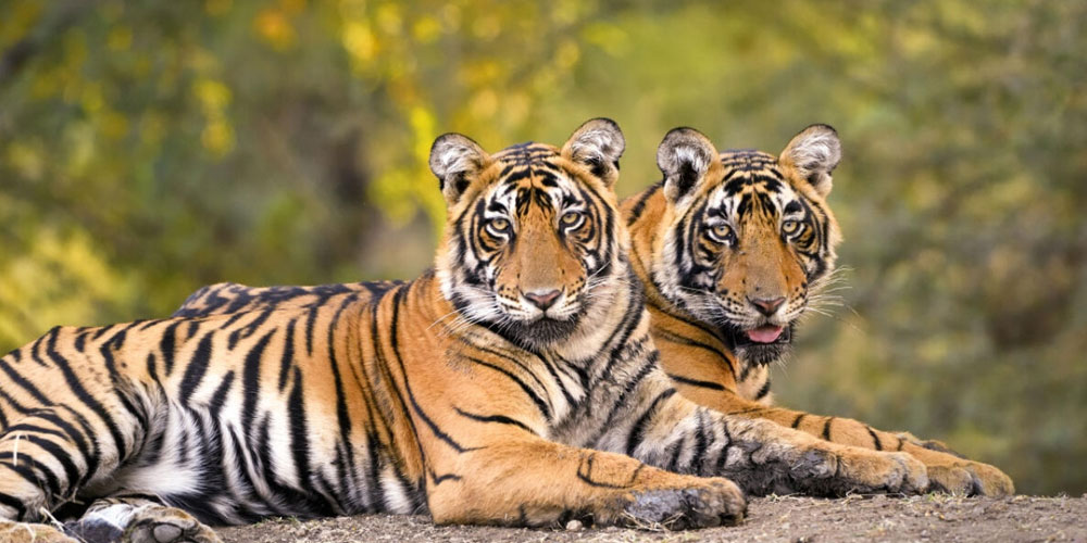 Best-Odisha-Wildlife-Safari-Packages-for-Nature-Lovers-National-Parks-Pricing-&-Travel-Guide