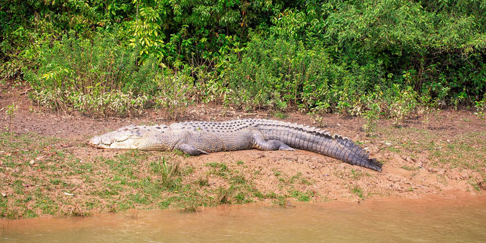 Complete-Guide-to-the-Best-Bhitarkanika-Tour-Package-for-Wildlife-Mangroves-&-Crocodile-Safari
