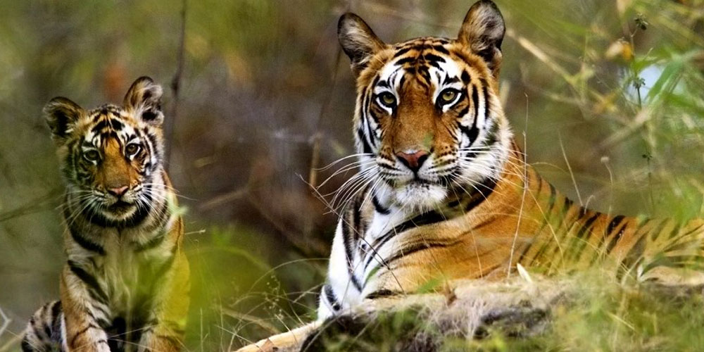 The-Ultimate-Guide-to-Odisha-Wildlife-Safari-Packages-Best-National-Parks-and-Jungle-Tours-2026